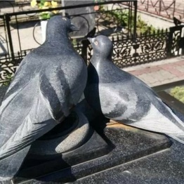Голуби памятники
